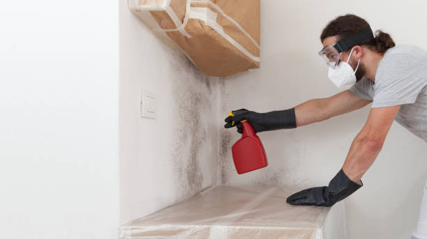 Professional Basement Mold Remediation technician working in Madison, TN